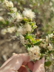 Baccharis pilularis consanguinea