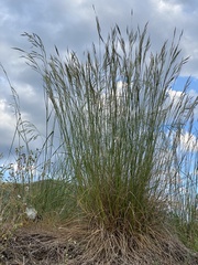 Bromus erectus