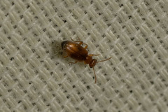 Anthicidae