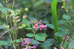 Lespedeza thunbergii