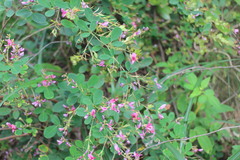Lespedeza thunbergii