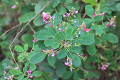 Lespedeza thunbergii