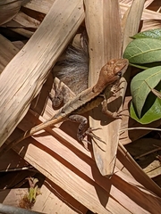 Stenocercus iridescens