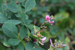 Lespedeza thunbergii