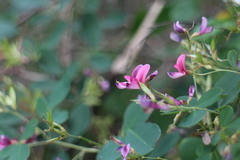 Lespedeza thunbergii