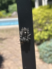 Phidippus audax