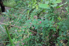 Lespedeza thunbergii