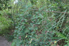 Lespedeza thunbergii