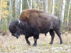 Bison bison athabascae