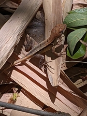 Stenocercus iridescens