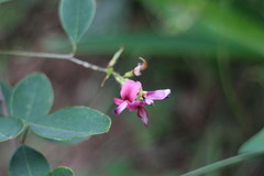 Lespedeza thunbergii