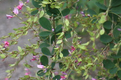 Lespedeza thunbergii