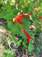 Salvia regla