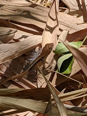Stenocercus iridescens