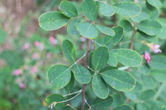 Lespedeza thunbergii