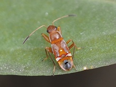 Neopamera bilobata