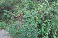Lespedeza thunbergii