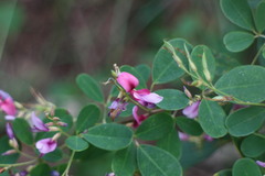 Lespedeza thunbergii