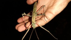 Phasmatini