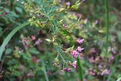 Lespedeza thunbergii