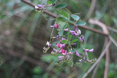 Lespedeza thunbergii