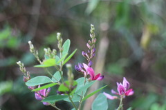 Lespedeza thunbergii