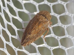 Acinopterus