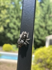 Phidippus audax