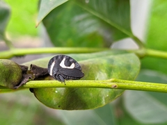 Membracis foliatafasciata