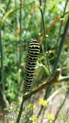 Papilio polyxenes