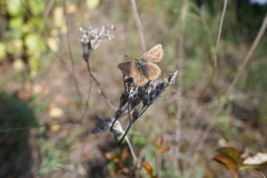 Aricia agestis