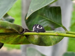 Membracis foliatafasciata