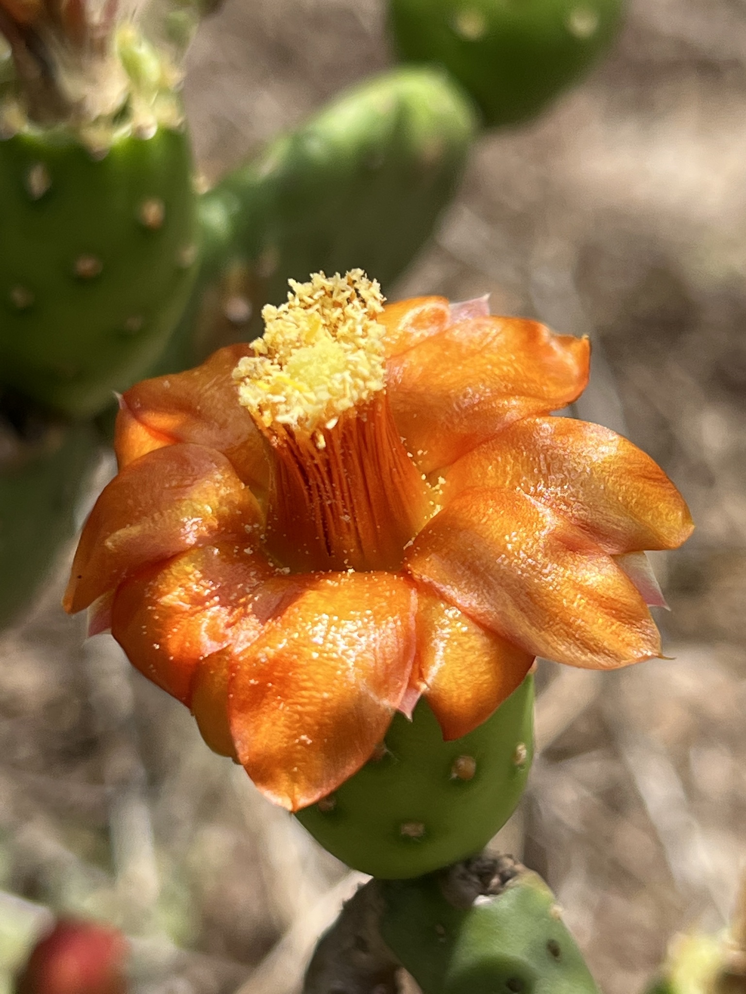 Tacinga subcylindrica