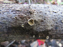 Clitopilus hobsonii