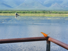 Dryas iulia moderata