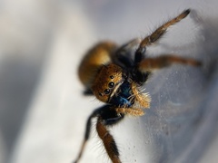 Phidippus nikites