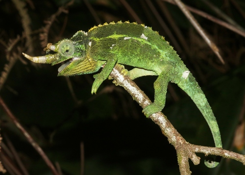 Trioceros jacksonii