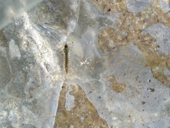 Anopheles punctipennis