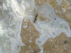 Anopheles punctipennis