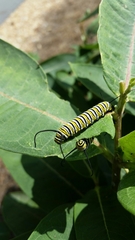Danaus plexippus