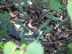 Coluber constrictor flaviventris