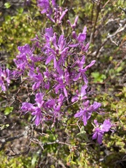 Rhododendron canadense