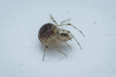 Theridion varians