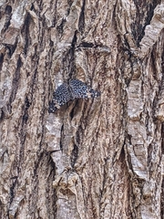 Hamadryas