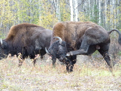 Bison bison athabascae