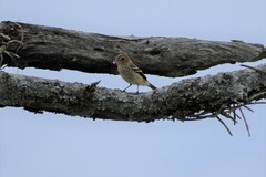 Pyrocephalus rubinus