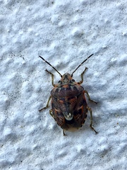 Holcogaster fibulata