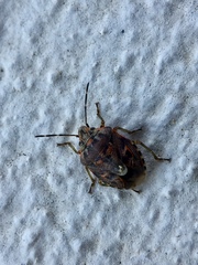Holcogaster fibulata
