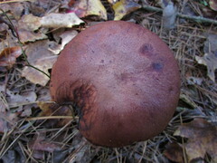Aureoboletus projectellus