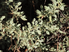 Cistus halimifolius